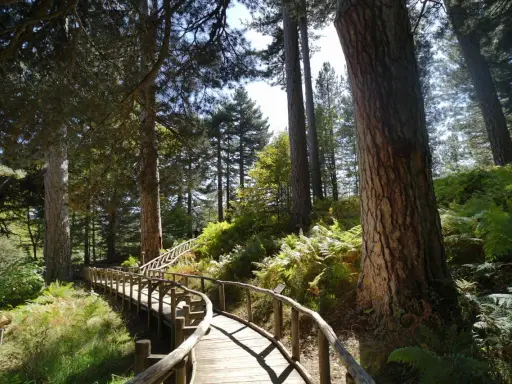 Sentiero in legno tra pini secolari e felci rigogliose, un invito a scoprire la magia de la Sila Calabria.