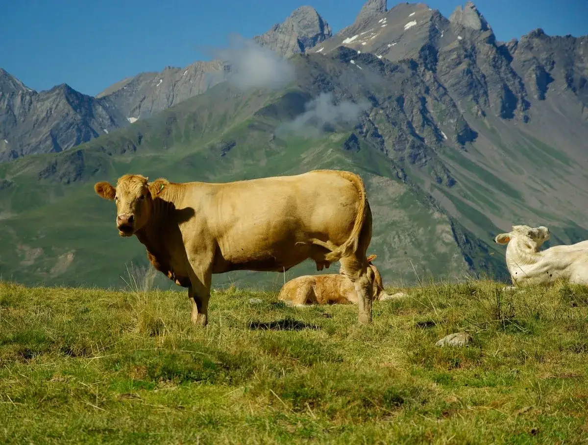 Mucca e vitello pascolano in un prato verde con maestose cime di alta montagna sullo sfondo.