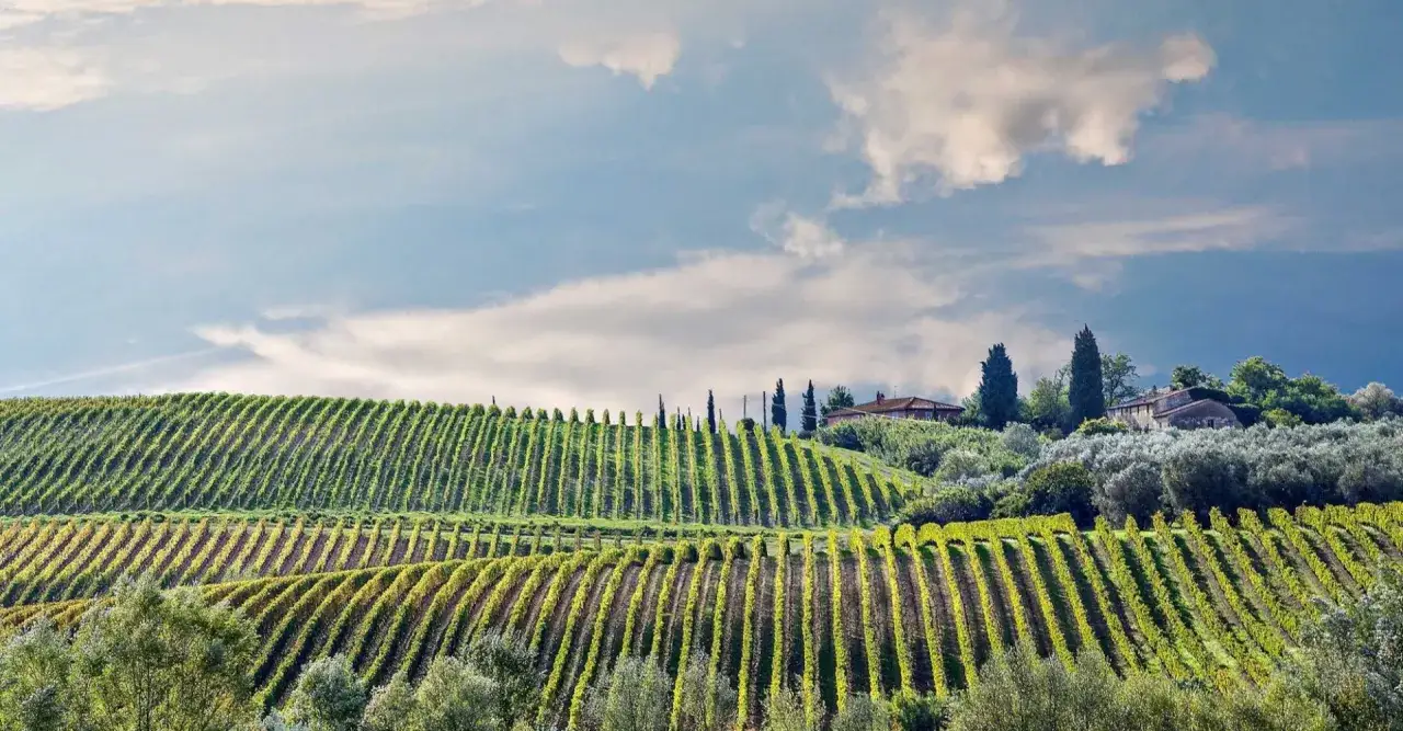 Dolci colline pisane con vigneti ordinati e ulivi secolari, sotto un cielo azzurro con nuvole bianche.